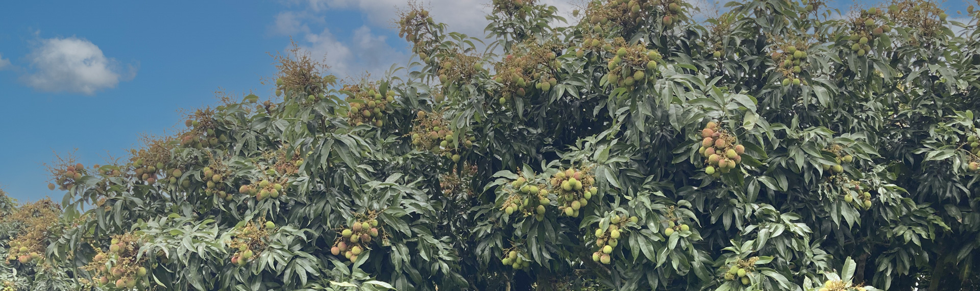 荔枝成熟